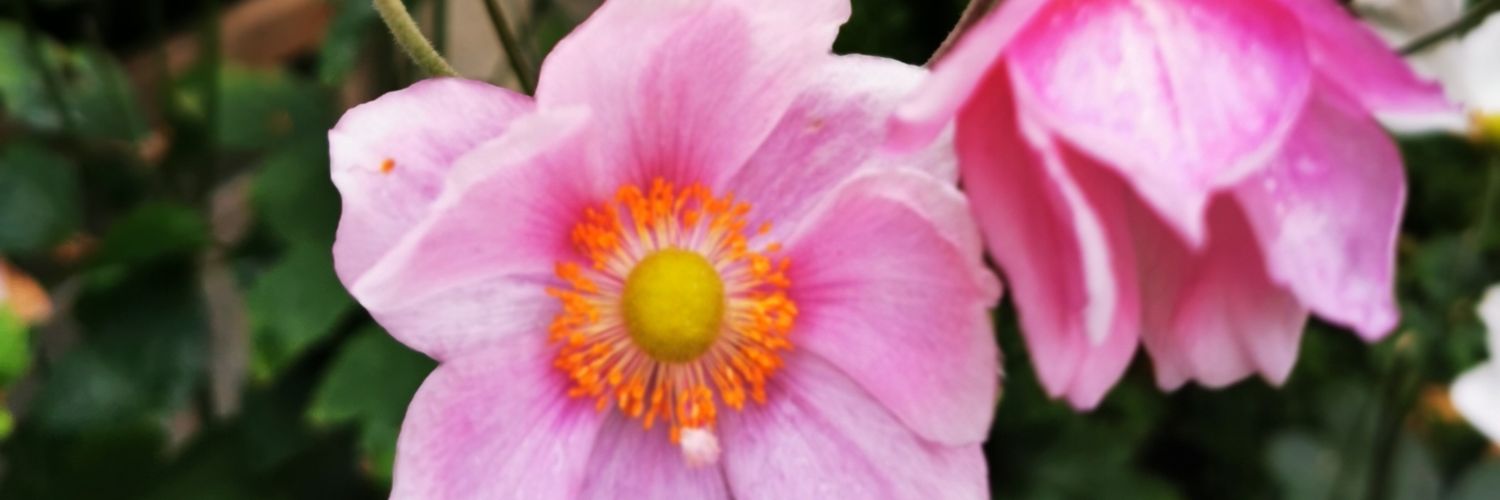 💗🌟🌺PammyR 🌺🌟💗 banner