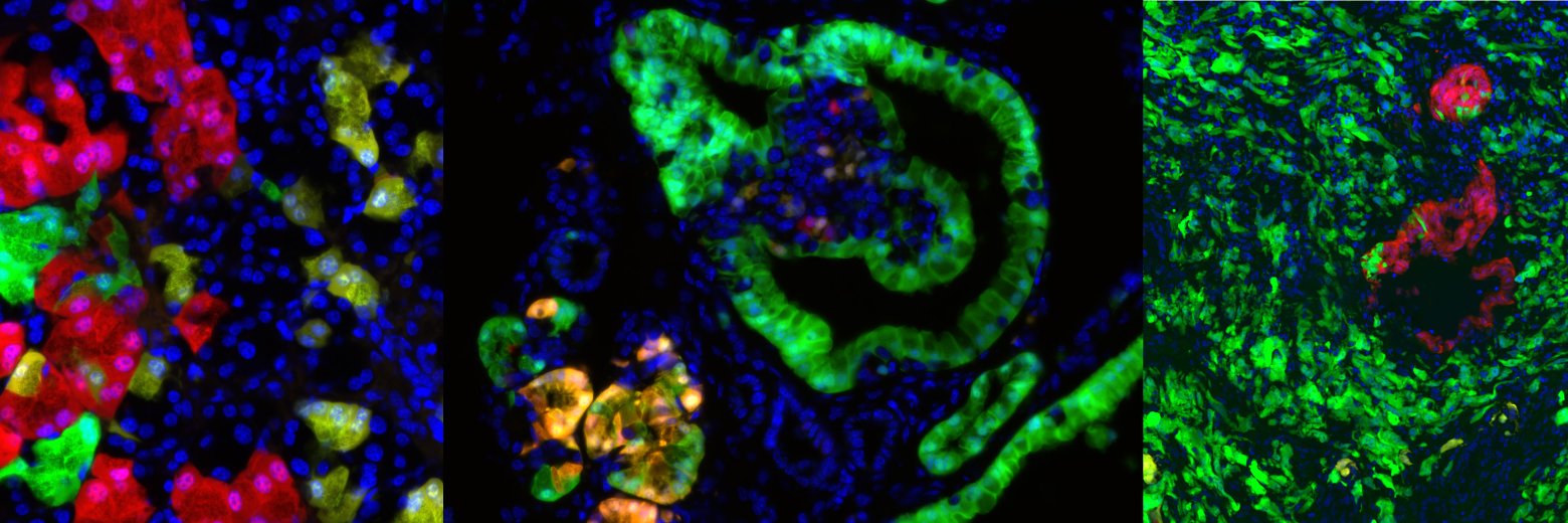 Muzumdar Lab's banner