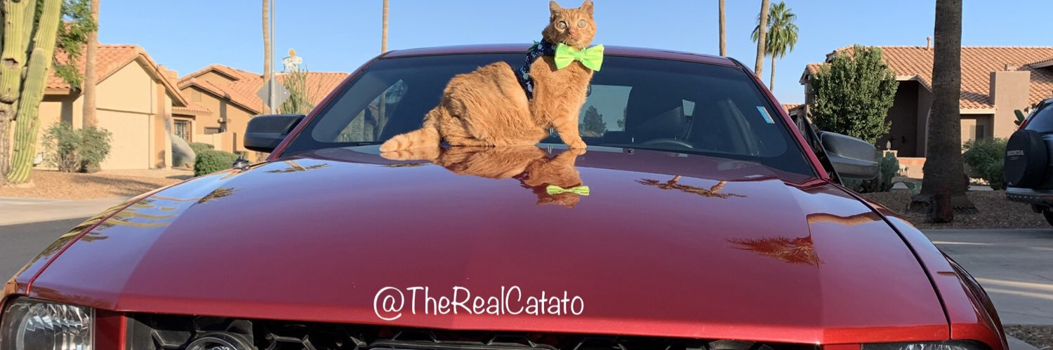 TheRealCatato's profile banner image