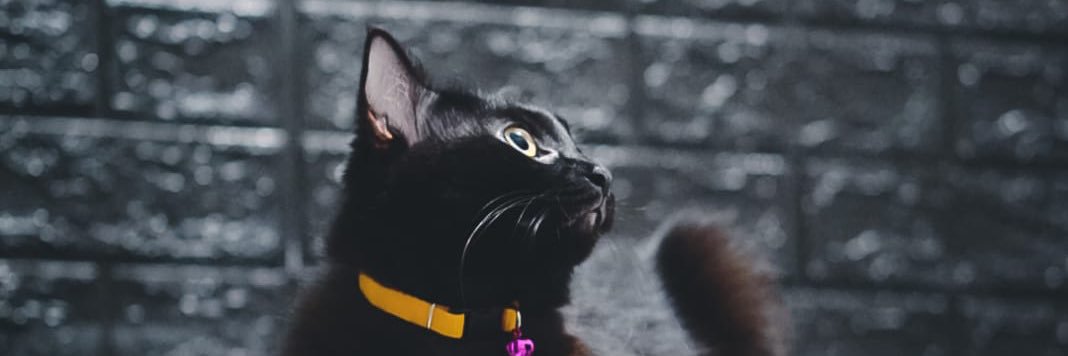 rofiandika's profile banner image