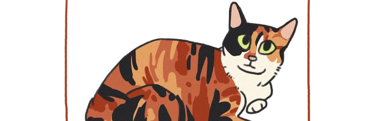 big fan of divorce banner