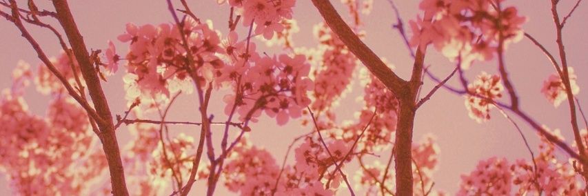 __Stefani4's profile banner image