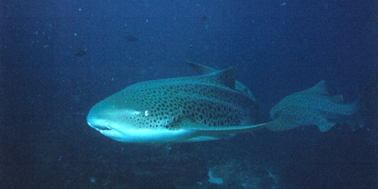 Diver71's profile banner image