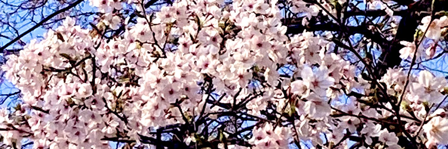 銀月の猫（ぎんげつのねこ）🐈‍⬛ banner