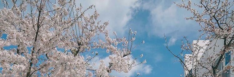 springblushed banner