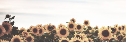 fernandaSanfurg's profile banner image