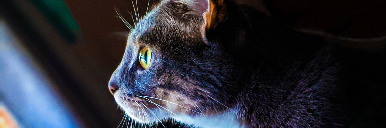 Lee-Ann Smith 💖😺🌈🧶🖖 banner