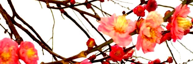 phomu's profile banner image