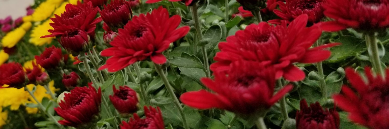 AngelSunny4's profile banner image