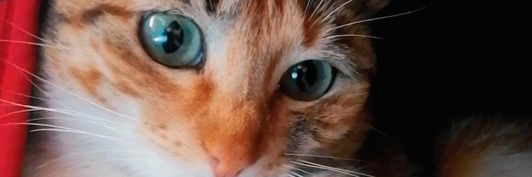 Yulieth22_'s profile banner image