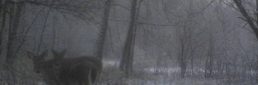 lil1anna's profile banner image