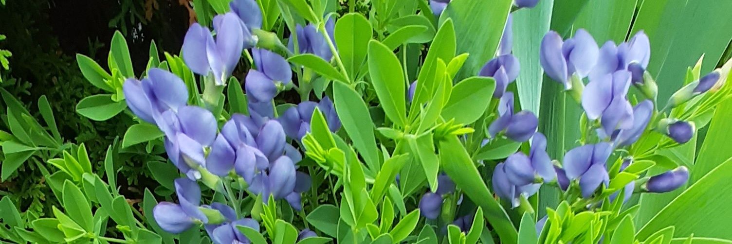 Catherine O'Brien banner