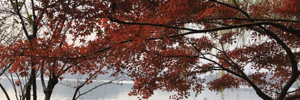 pengwuTSRI Profile Banner