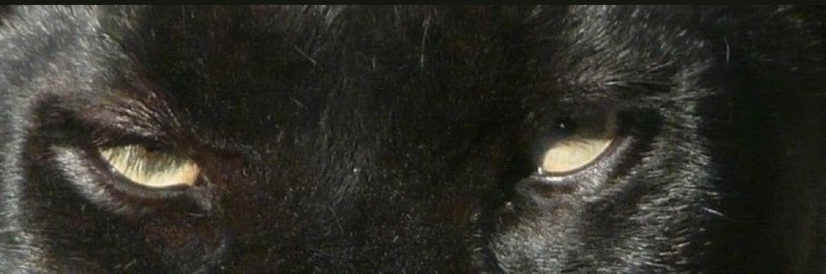 De’Von “Dee” Brownlee 🤓 banner