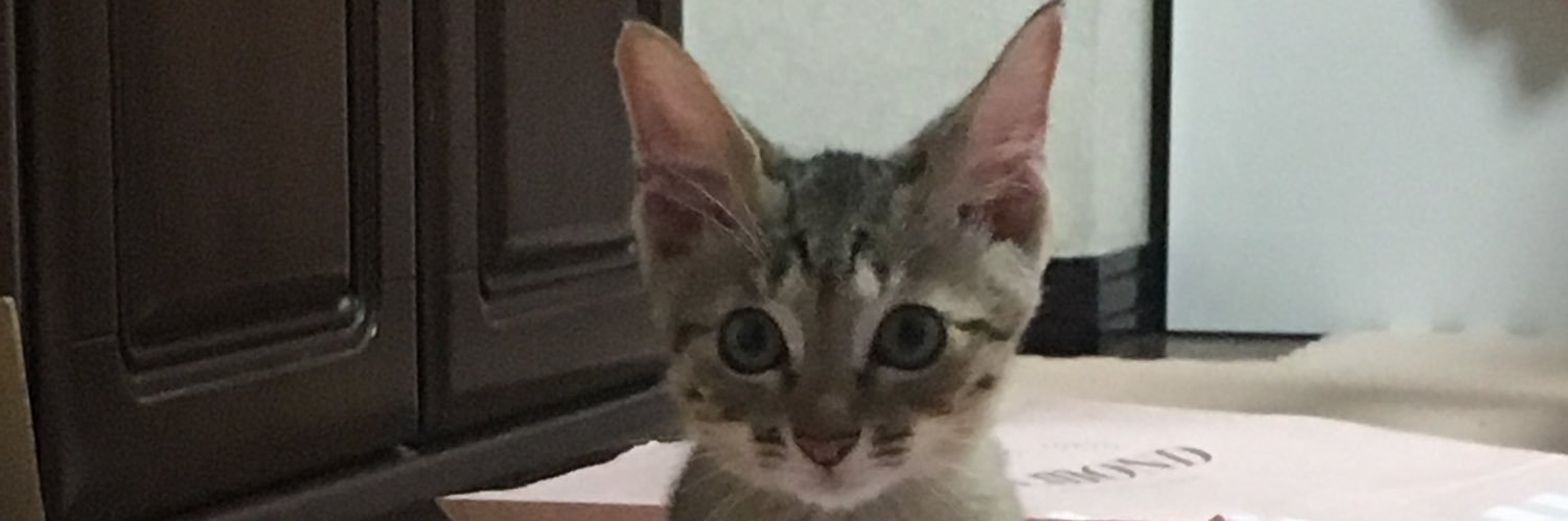 fiorerose0130's profile banner image