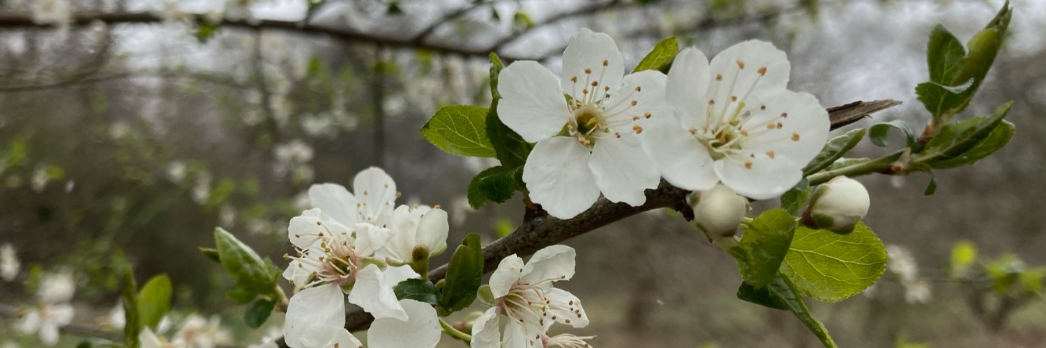 HazelGenie's profile banner image