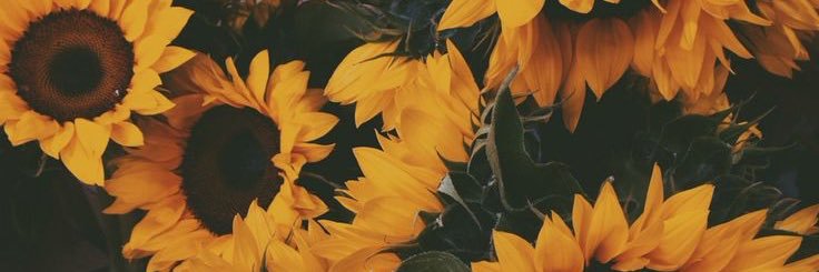 evesandidge's profile banner image