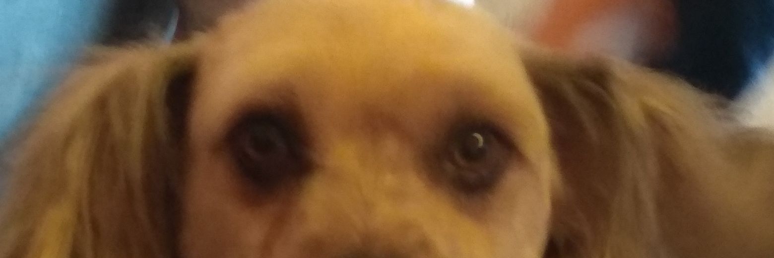 XaviParellada's profile banner image