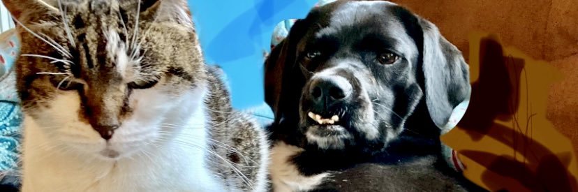 Breaking Mews and Ruff Translations banner