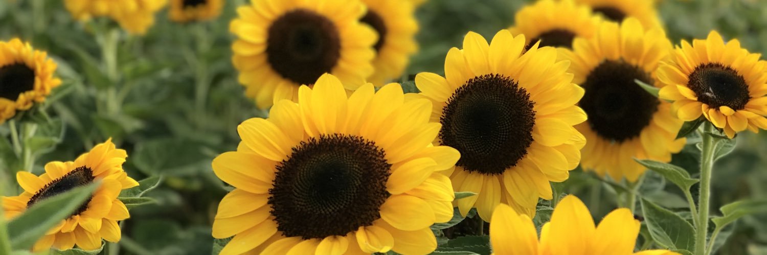 donna_FP's profile banner image