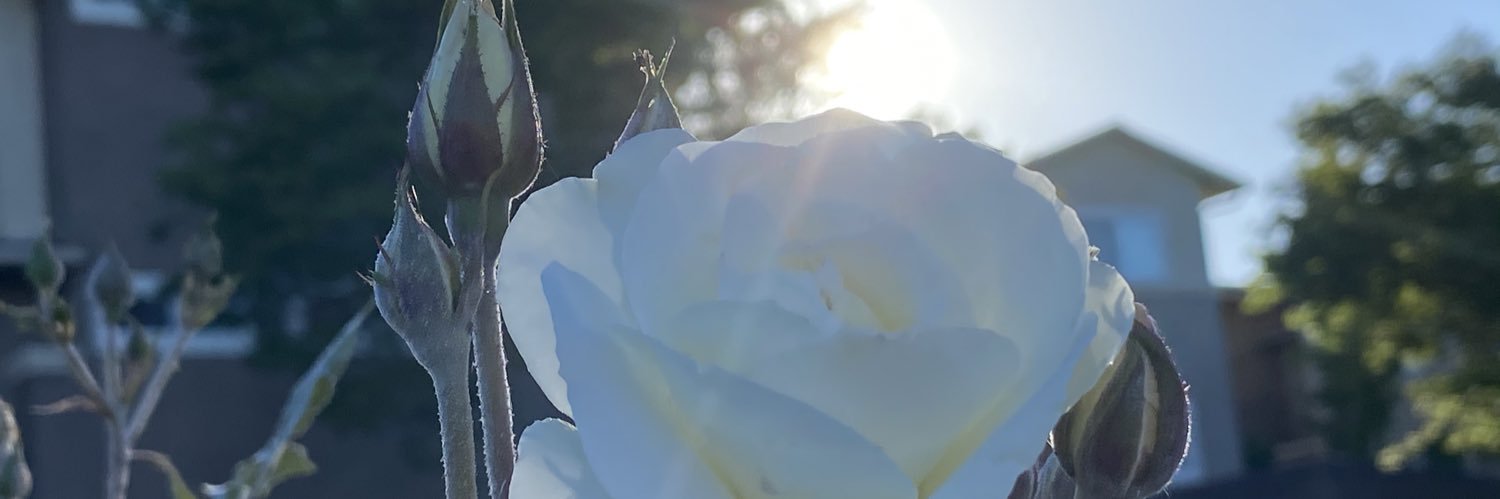 Tri-Valley Rep banner