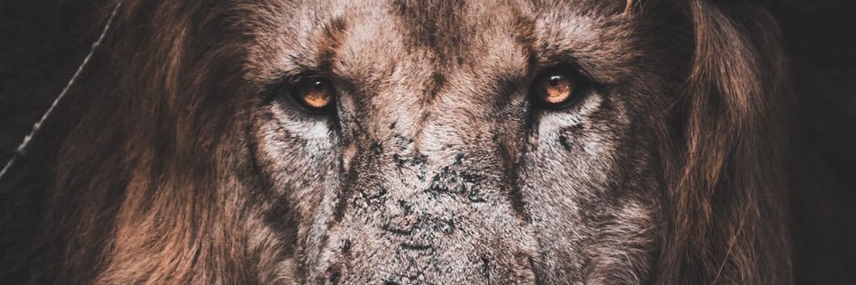 DominicMchale1's profile banner image