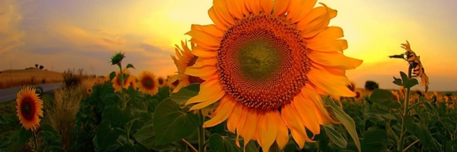eminmaskan's profile banner image