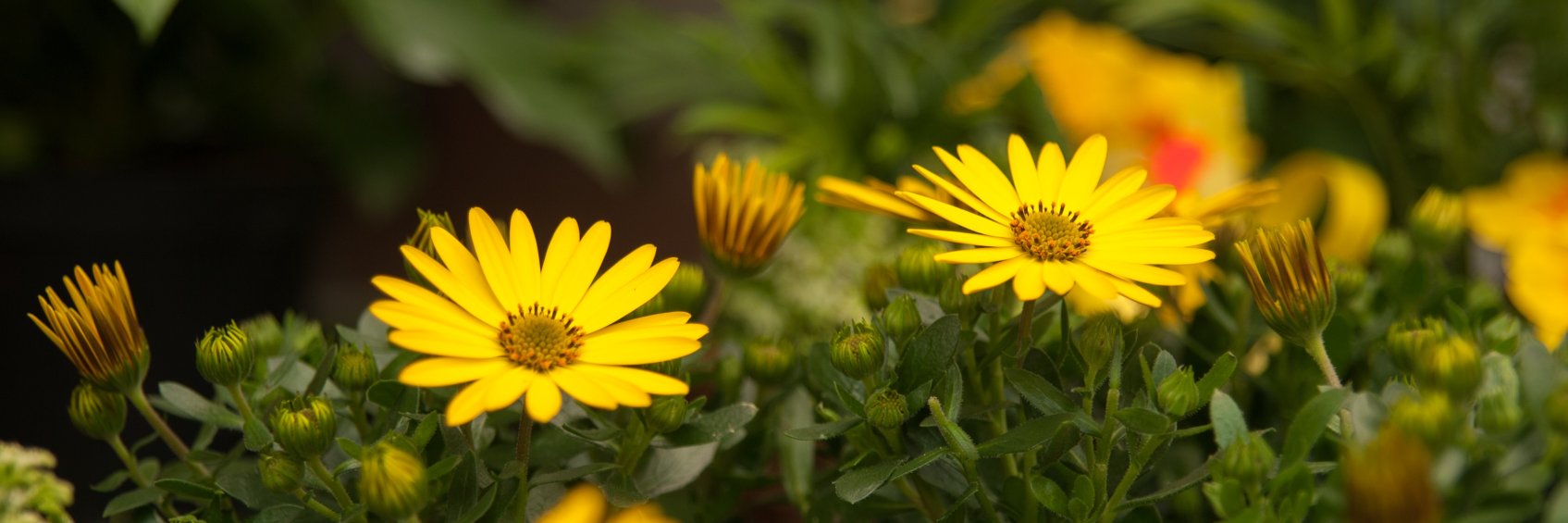 WalkersNurseries banner