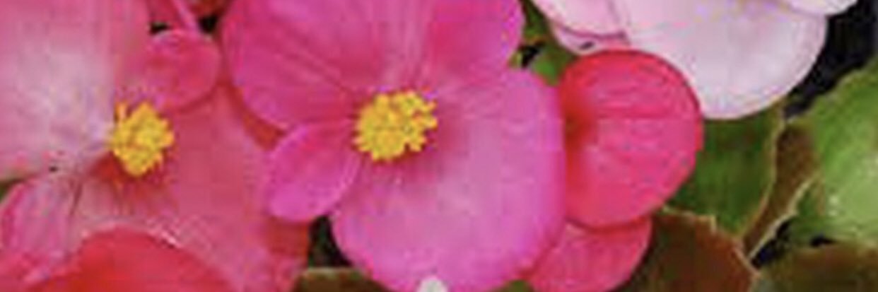 Begoña Longás banner