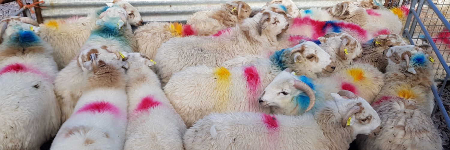 Dr Emily Cooledge banner