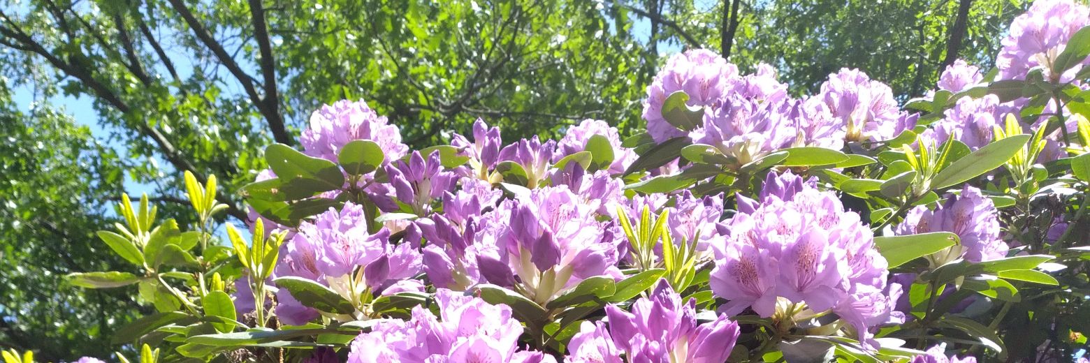 IsaacWxObserver banner