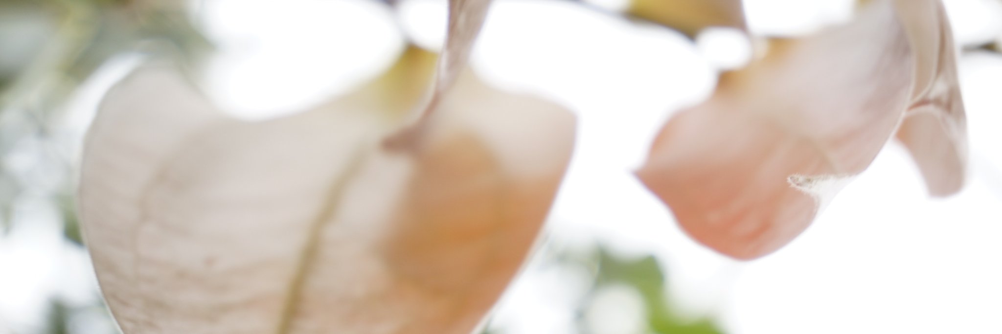 Marta Cesarini banner