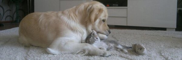 rustem_avci Profile Banner