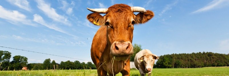 CIWF Nederland banner