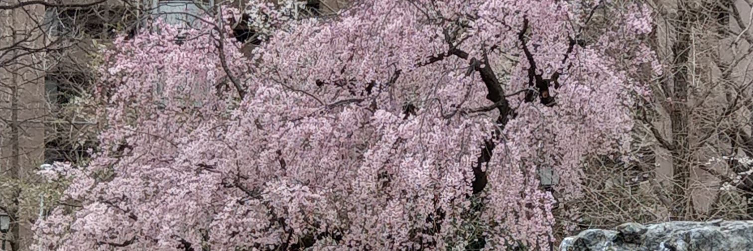 kaorumama's profile banner image