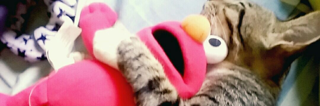 chalittlebird's profile banner image