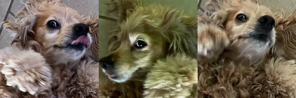 lisette_tv Profile Banner