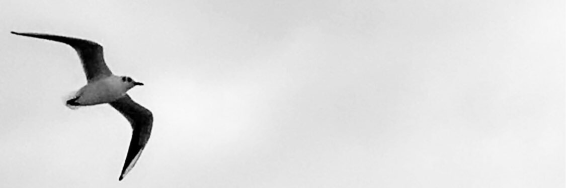 ayfergul3's profile banner image