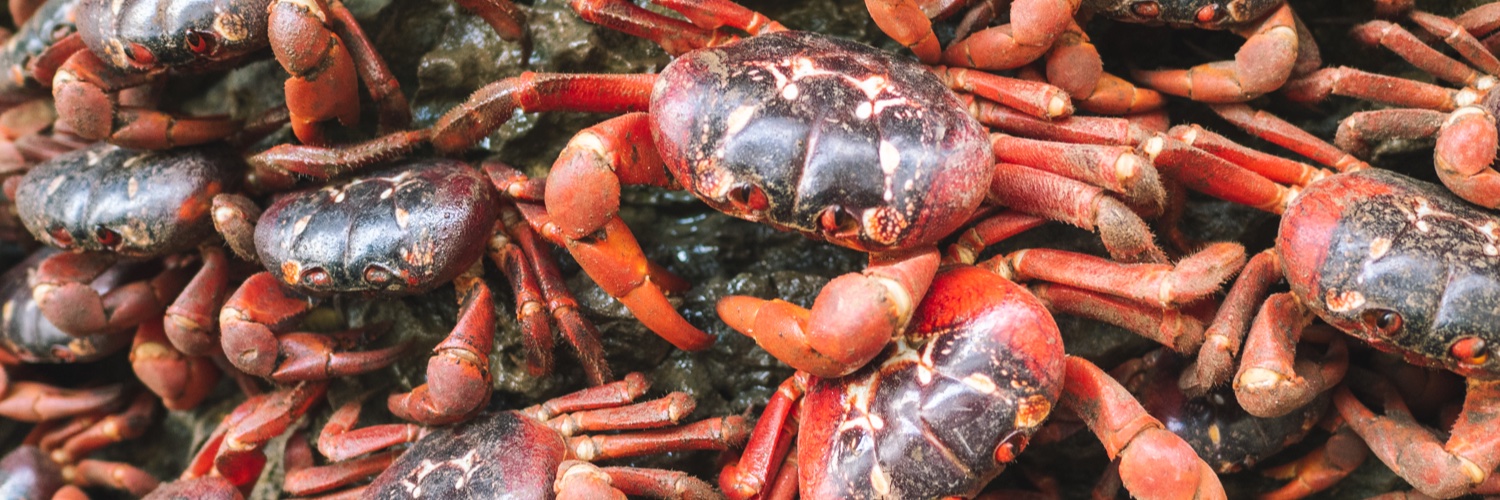 Rebecca Weeks banner