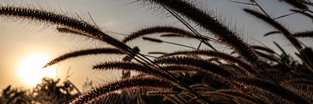 Muz_A's profile banner image