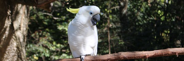 Lymphoma_MD Profile Banner