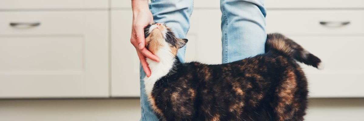 iCatCare's profile banner image