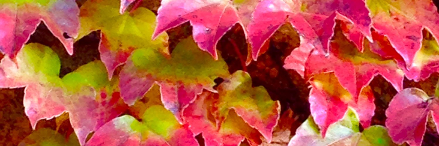 Keico_'s profile banner image