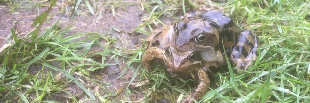 B'ham & Black Country Amphibian and Reptile Group banner