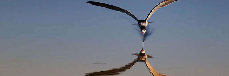 Really_Useful's profile banner image