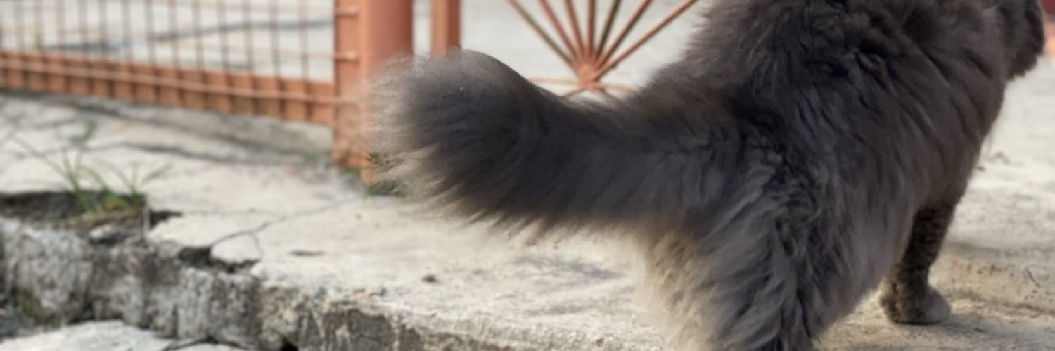 hyrulasmady_'s profile banner image
