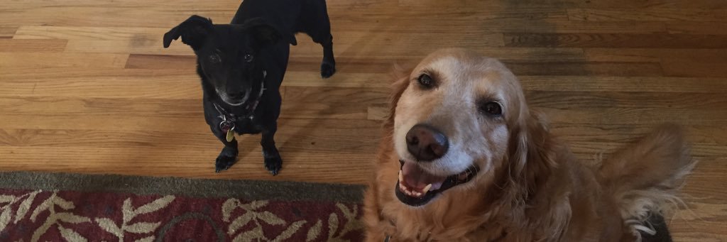 RennerJuliann's profile banner image