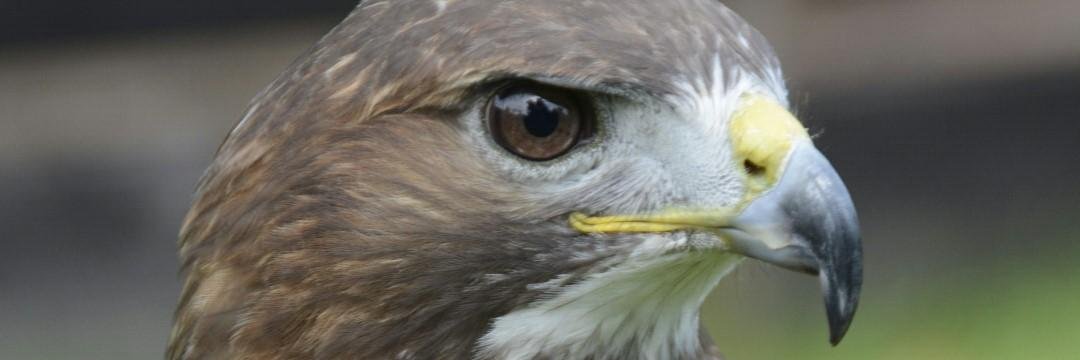 That Veteran 888 banner