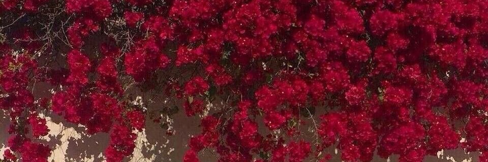 siiitara_'s profile banner image
