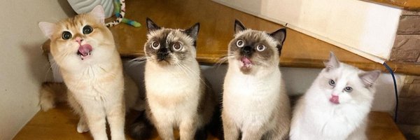 FThanatsarun Profile Banner